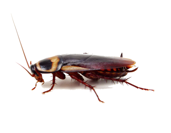 rata 2